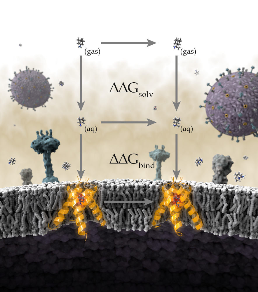 Virus membrane ligand optimization