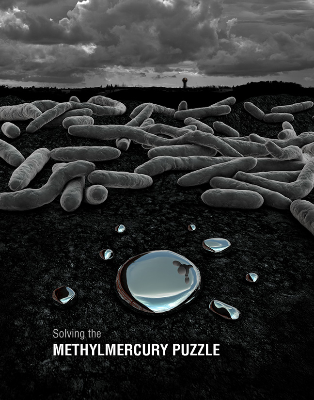 Methylmercury