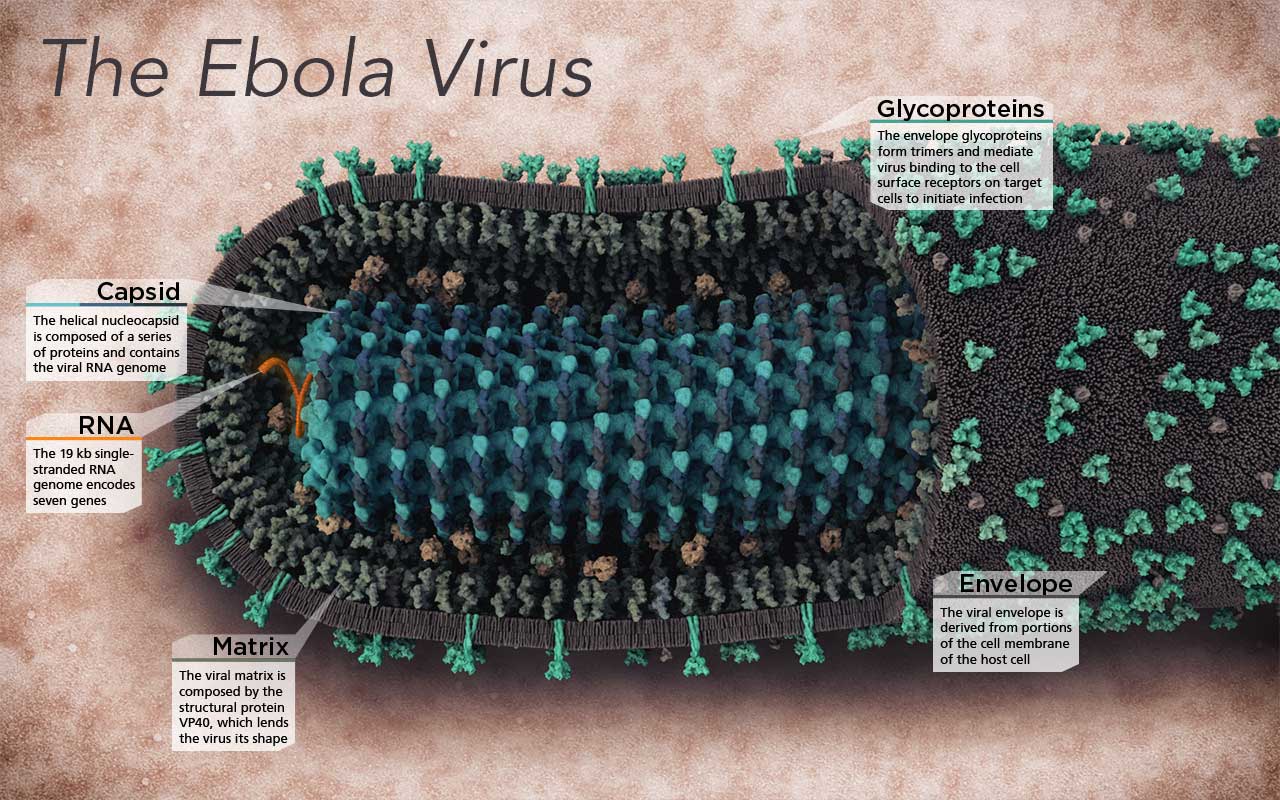 Ebola Virus