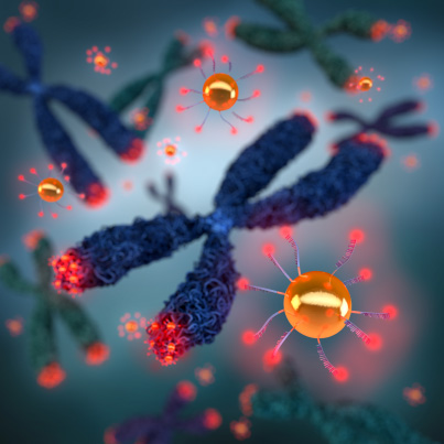 Telomere-bound Nanoparticles