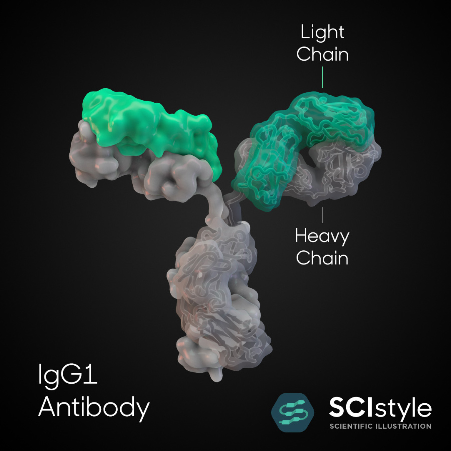 Antibody IgG1