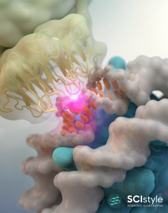 Nucleosome DNA Repair – SciStyle Biology Diagrams