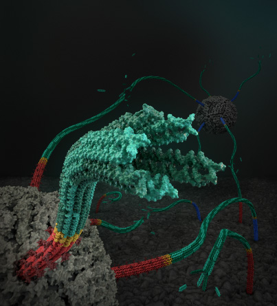 DNA Nanotubes