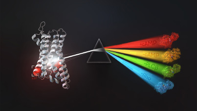 Illuminating G-protein Coupling