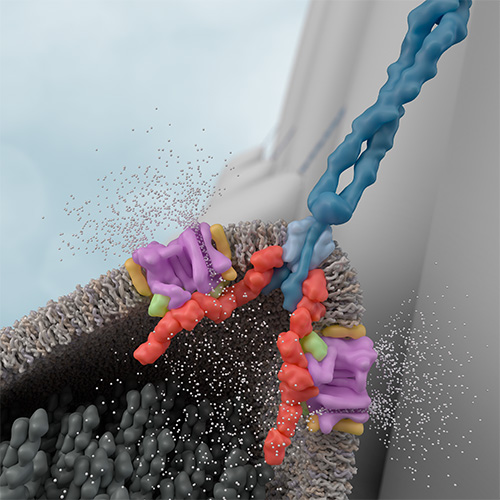 Inner Ear Hair Cell Tip Link