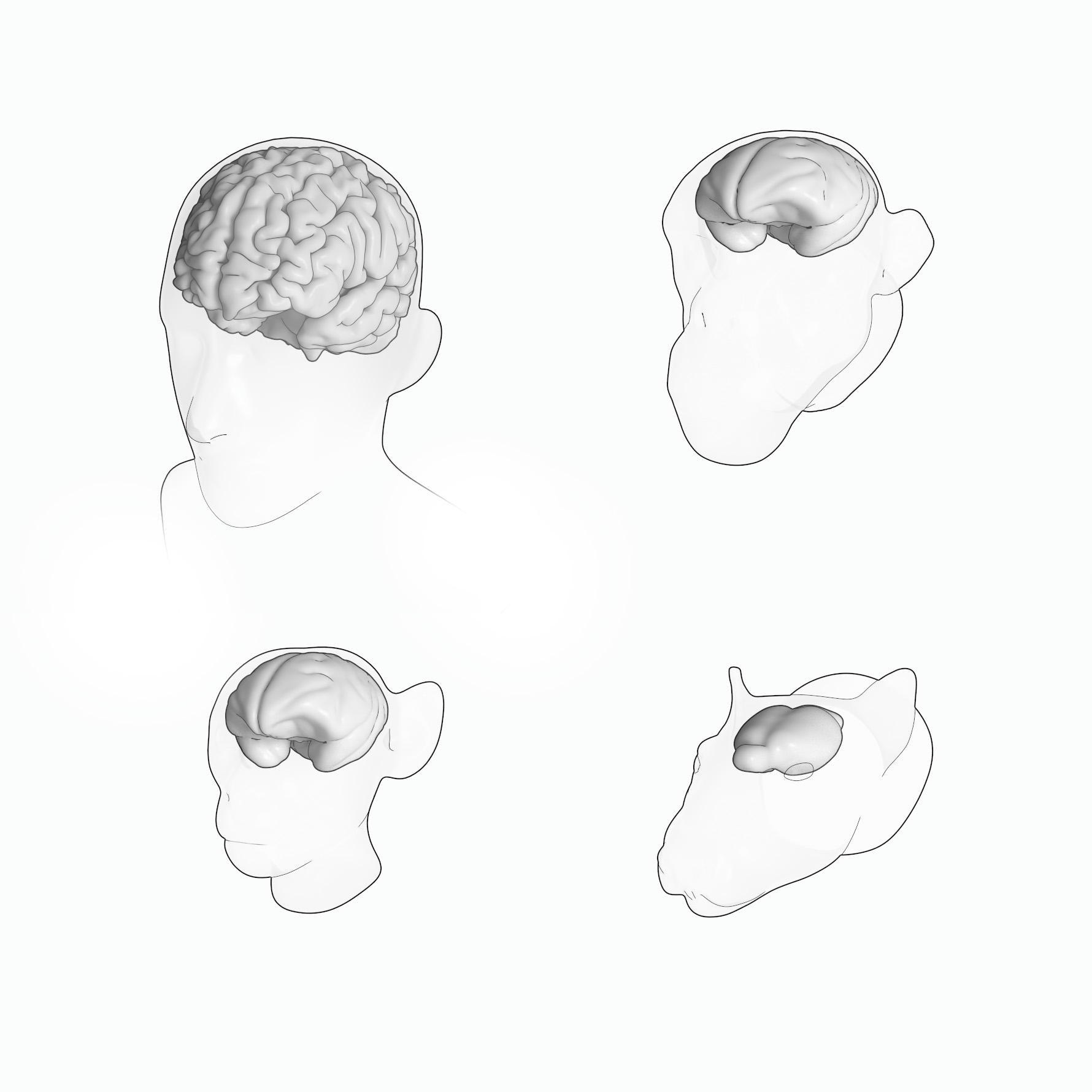 Vertebrate Brains