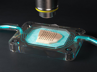 Brain Slice on a Chip